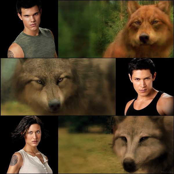 the-best-wolves-twilight-series-13822403-600-600